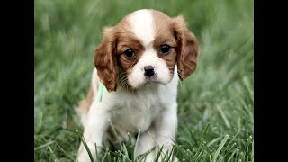 Cavalier King Charles Spaniel Puppies for Sale