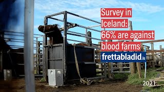 TRAILER: Iceland: The Hidden Blood Business