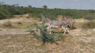 Small Male Donkey And White Female Donkey Enjoying