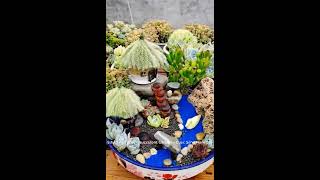 #19 Succulent DIY - 5 ý tưởng trang trí sen đá tuyệt đẹp