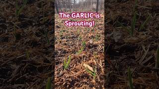 The GARLIC is Sprouting! Sowed the cloves in mid-October, now mid-March they’re coming up!