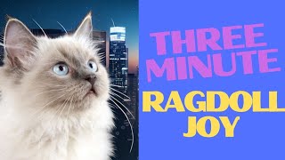 Heartwarming Moments with Coffee the Ragdoll Cat