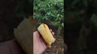 makan jagung bakar di kebun sambil menikmati pemandangan