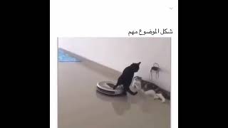 سوالف القطط( بساس ) cat