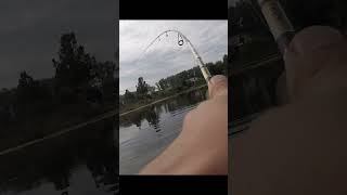 Добрая вышла рыбалка на окуня #shortvideos #fishing #рыбалка