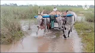 తిరుపతి జిల్లా, కోటవకాడు గ్రామం, తరుణ్ ఎద్దులు