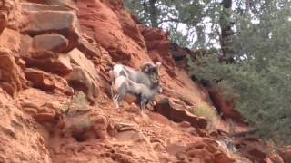 Bighorn Sheep in the Colorado Rocky Mountains