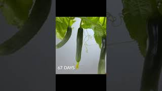 Must watch video | So amazing | Cucumber #germination #plantlife #plantlifecycle #shorts #shortvideo