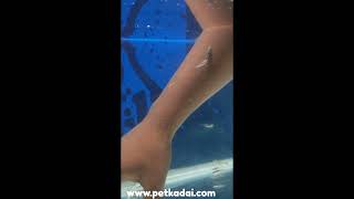 Doctor fish Garra rufa on stock