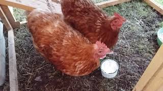 Maud and Molly enjoy some natural yogurt! 4/9/19