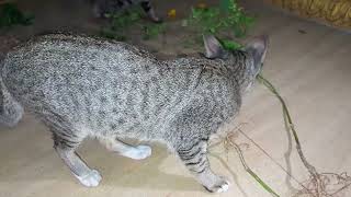 Smart cat in pagoda before sleep at night