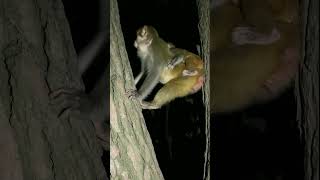 MOTHER MONKEY HIDING #shortvideo #youtubeshorts #monkey #animals #lion #nature