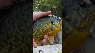 Big Pumpkin Belly (Bluegill) #shorts #fishing #ohmylarryfishing