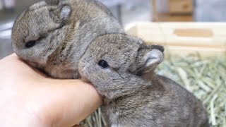 手の上に乗りたがる双子うさぎが可愛すぎた