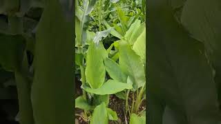 Turmeric farming / Maize as intercropping !