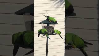 Wild Parakeets #beautifulflorida