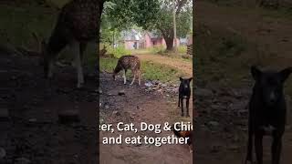 Very rare - Deer cat chicken dog - all eat live together #rare #wild #trending #wildlife #trulywild