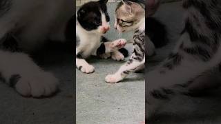 Cute kittens 😸 #kitten #cat #kittty #cutecat #cuteanimal #catlover #shortsvideo