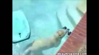 Diving Dog   This dog is an expert swimmer lol