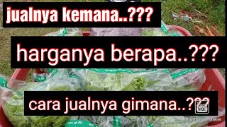 cara mudah menjual sayuran hidroponik