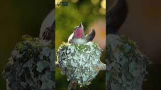 Bee Hummingbird | Smallest Bird in the World | #hummingbird #beehummingbird #shorts #pollinators