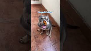 ჰინატას რაღაცის თქმა უნდა 🙊 #americanbully #dog #puppy #sweetpuppy #funnypuppy #cute