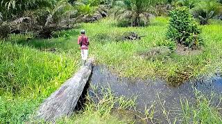 casting ikan gabus moster,casting pakai soft frong jos...