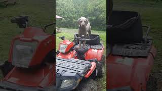 Dog loves the 4wheeler .