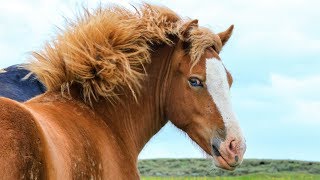 Iceland horse Исландские  лошади докафильм