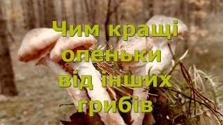 Чим кращі опеньки від інших грибів