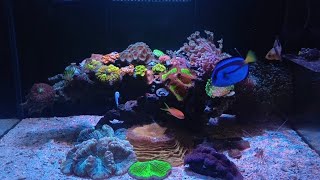 TERNYATA INI RAHASIA AQUARIUM LAUT BERSIH BEBAS ALGAE⁉️