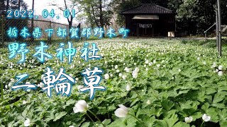 【VLOG】野木神社《二輪草》栃木県下都賀郡野木町 2022.04.01