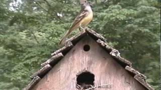 Great Crested Flycatcher