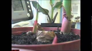 48 hours Canna Growth Time Lapse