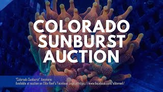 Elite Reef | "Colorado Sunburst" Anemone FB Auction!