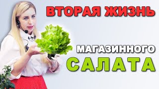 Салаты дома без посева