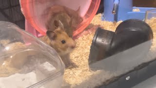 Petchay Veggy for Hamster