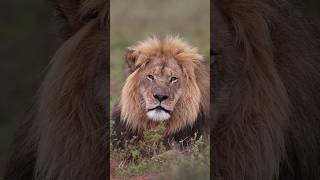 Majestuoso león (Macho dominante de la reserva Amakhala). #lion #nature #shorts #short #viralvideo