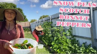 FIRST HARVEST OF GREEN,BEANS HOT PEPPER 🫑 AND SNOW PEAS||ALEX&BYRON SIMPLY LIVING…