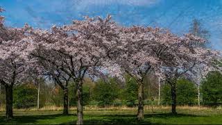 Blossom trees in Hoofddorp The Netherlands 2022