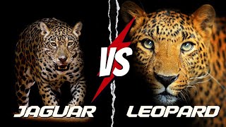 Jaguar vs Leopard  Stealthy Showdown