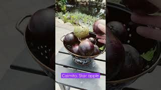 Caimito. Star apple