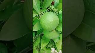 مسمی۔بغیر کھاد اور سپرے کے۔صرف سبزیات کی ویسٹ کا استعمال۔ Sweet lime without Chemical Fertilizer