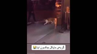 گربه مایکل جکسون اینا#جالب #دیدنی #خنده #جذاب#فان #ایران #جوک #funny #funnyvideo