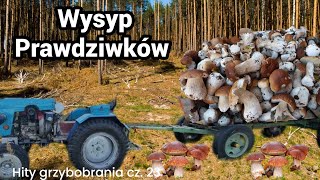 Mega Wysyp pięknych i grubych borowików, prawdziwki rosną jak szalone.