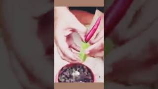 How To Grow Chillies At Home|100+ chillies per plant|Seed To Harvest.PK.pardesi