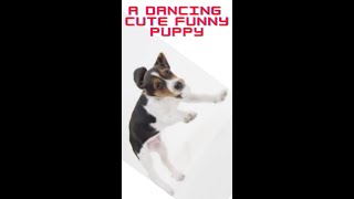 Cute Dancing Funny Dogs #shorts #youtubeshorts #shortsvideo #funnydoggydog