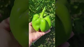 Pumpkin Shaped Bell Pepper