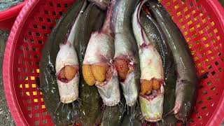 Walking around morning market | Catfish Cutting Skill | FLV Official