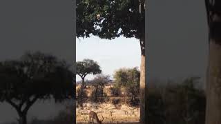 Leopard Jumps on Impala From Tree!#animals #crocodile